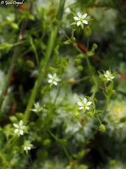 Arenaria leptoclados