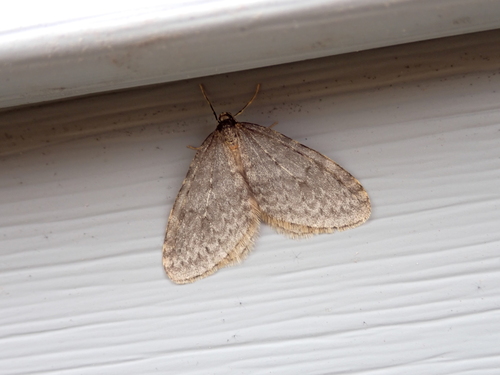 Bruce Spanworm Moth
