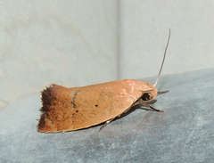 Acanthodela protophaes