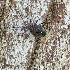 Theseus modestus scutellatus