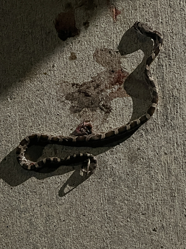 Western Ratsnake