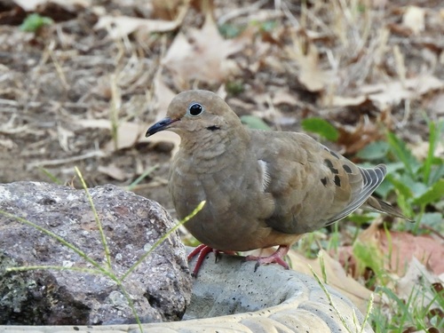 Mourning Dove