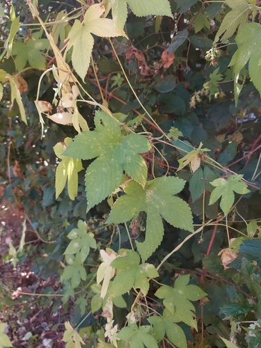 Japanese Hops