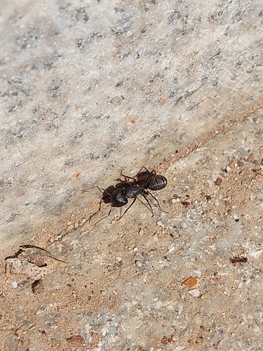 Japanese Carpenter Ant