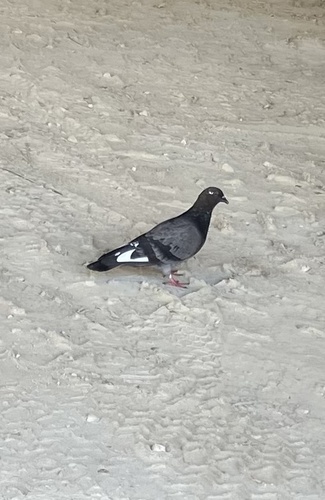 Rock Pigeon