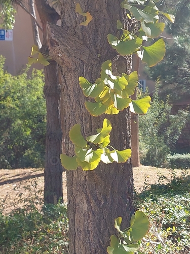 ginkgo