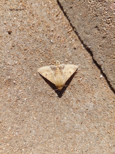 Cotton Bollworm Moth