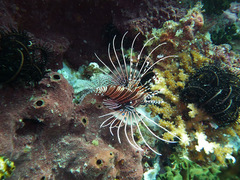 Pterois antennata