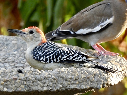 Red-bellied Woodpecker