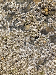 Austrominius modestus