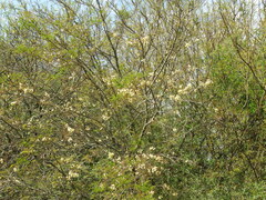 Senegalia praecox, photograph Pablo H Capovilla, CC BY, iNaturalist via GBIF