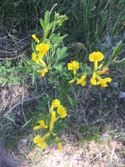 Chamaecytisus ruthenicus