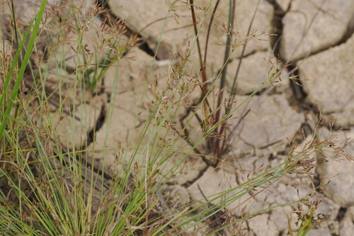 Fimbristylis autumnalis observed 2026-09-28