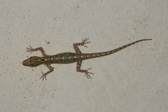 Cnemaspis littoralis