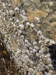 Austrominius modestus