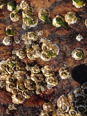 Austrominius modestus