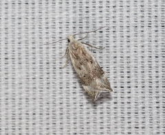 Coleotechnites invictella