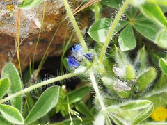 Lupinus micranthus