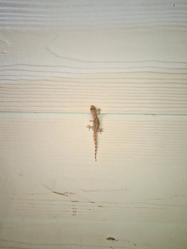 Mediterranean House Gecko