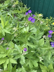 Geranium sylvaticum