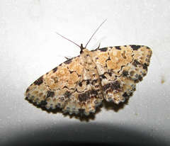 Sandava scitisignata