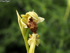 Ophrys umbilicata