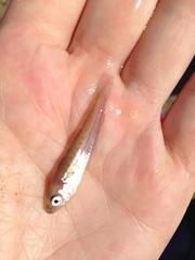 Merlangius merlangus