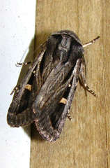 Proteuxoa chrysospila