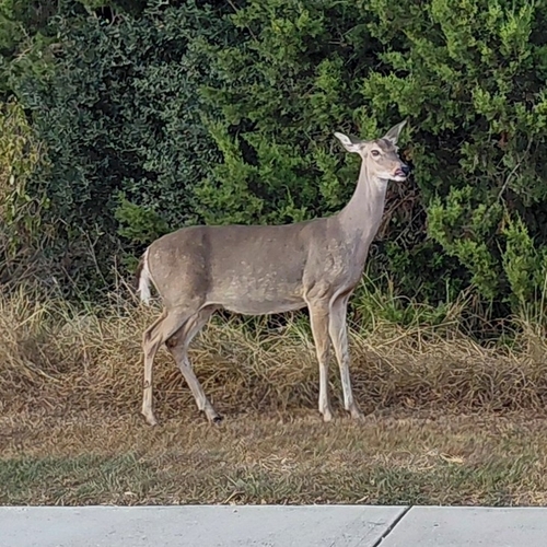 White-tailed Deer
