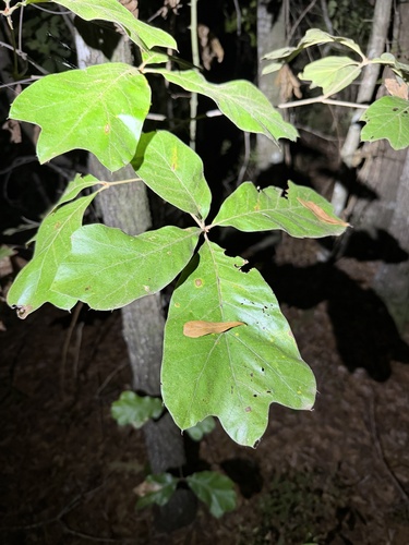 southern red oak