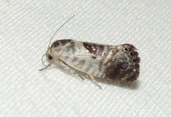Eupselia carpocapsella