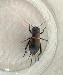 Gryllus campestris