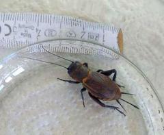 Gryllus campestris