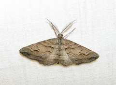 Syneora fractata