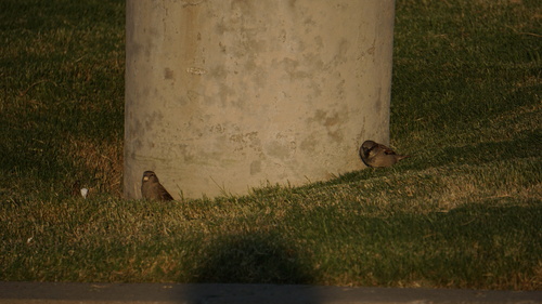 House Sparrow