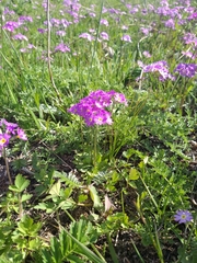 Primula nutans