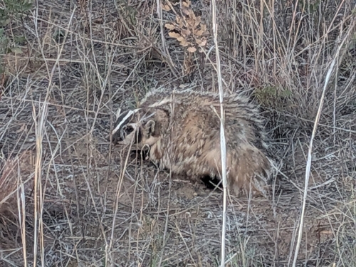American Badger