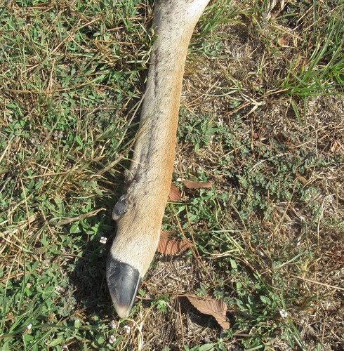 White-tailed Deer