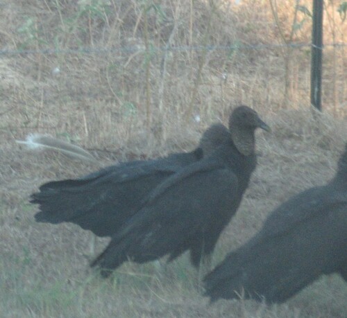 Black Vulture