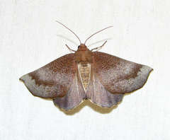 Mnesampela comarcha