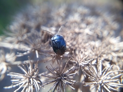 Canthophorus melanopterus