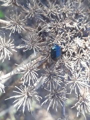 Canthophorus melanopterus