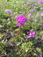 Primula nutans