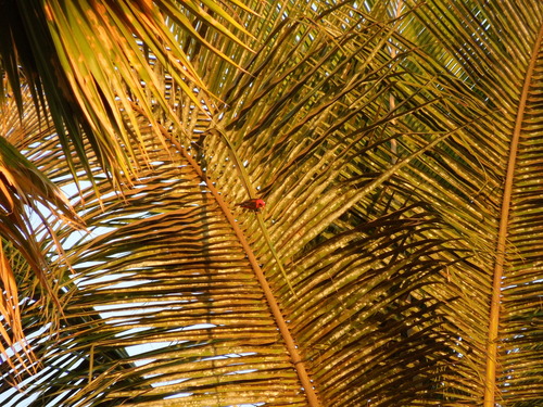 iNaturalist image