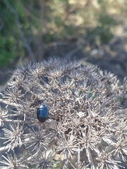 Canthophorus melanopterus