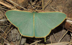 Chlorocoma assimilis