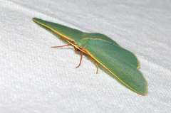 Chlorocoma assimilis