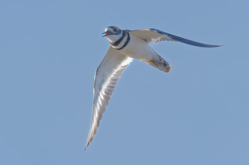 Killdeer