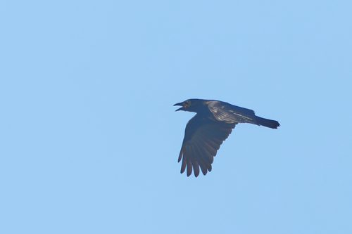American Crow