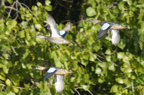 Blue-winged Teal